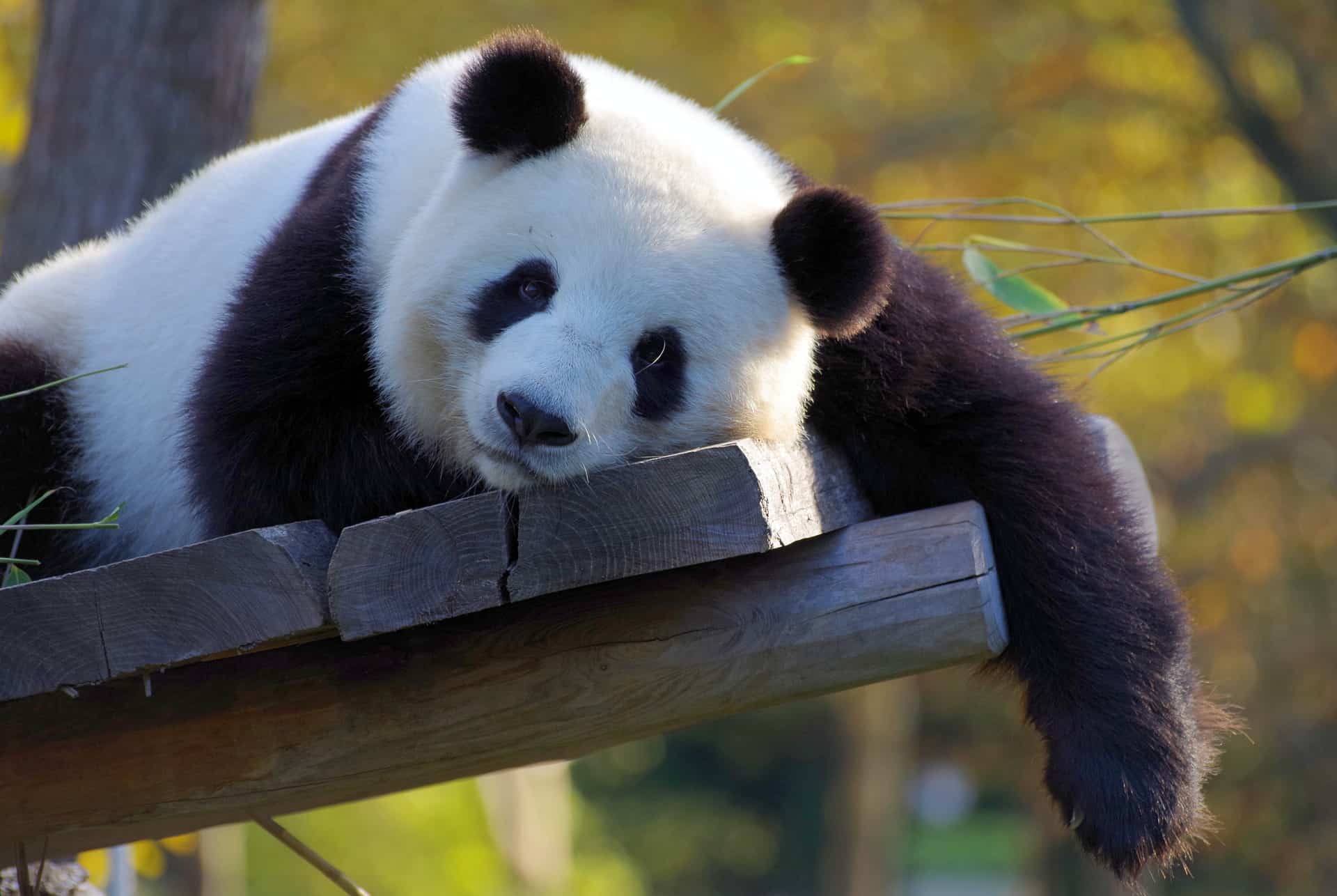 Oso Panda (Ailuropoda melanoleuca) - Dónde vive, características y  alimentación