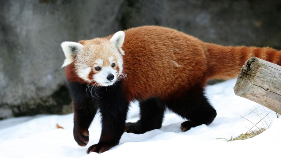 oso panda rojo