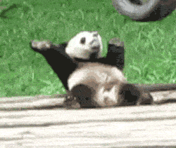 panda bailando