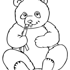 dibujar-oso-panda