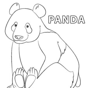 oso-panda-para dibujar