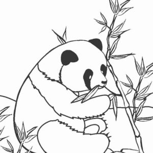 oso-panda-para diubjar